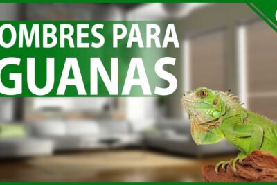 Guía Definitiva: Los Mejores Nombres para Iguanas Domésticas